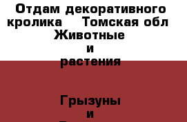 Отдам декоративного кролика  - Томская обл. Животные и растения » Грызуны и Рептилии   